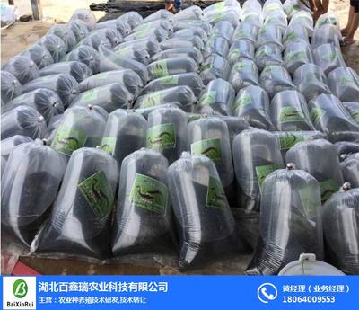 泥鰍養殖技術大全及白瑞鑫科技的技術轉讓